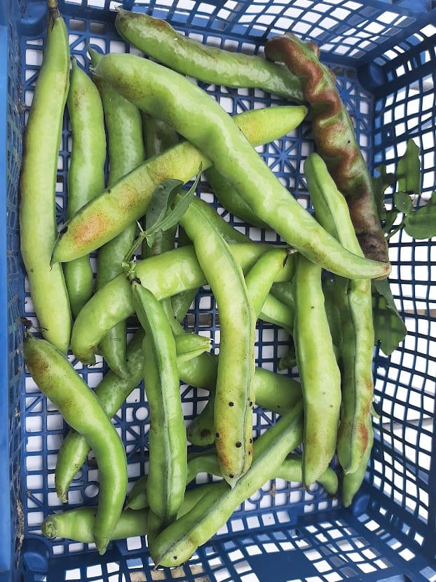 Peas from the allotment.
Declutter and make room for new hobbies.